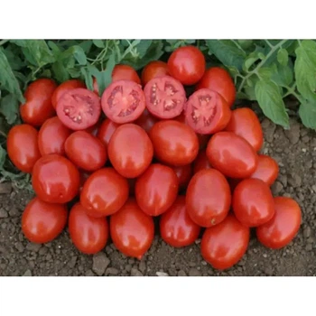 Томат 3402 F1 Spark Seeds 10 шт