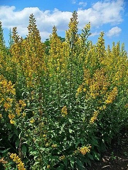 Золотарник (Solidago) - кореневище (4-5 паростків)