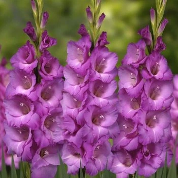 Гладіолус Aurora цибулина Matla Flowers