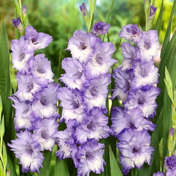 Гладіолус Triton луковиця Matla Flowers