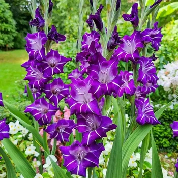 Гладіолус Hallowy луковиця Matla Flowers