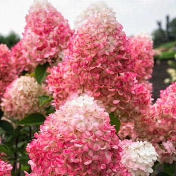 Гортензія Royal Flower 2 л