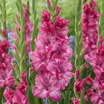 Гладіолус Sweet Love луковиця Matla Flowers