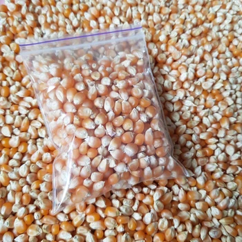 Насіння кукурудза для попкорну 80грам