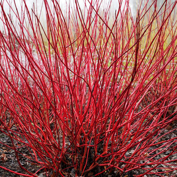 Дерен білий «Сібіріка» (Cornus alba 'Sibirica') С3 — яскраво-червоні пагони, декоративний кущ