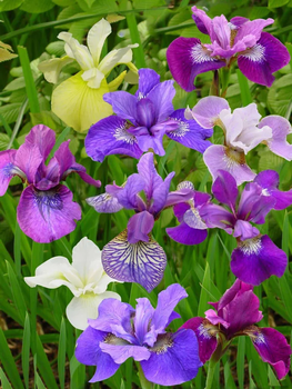 Ирис сибирский Breeders Mix — Акварельная гармония цветов в вашем саду Р9