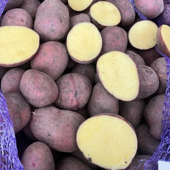 Насіннєва картопля Балтік Роуз 1 кг, 60-90 днів 2 репродукція