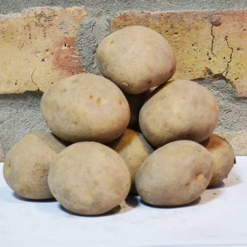 Насіннєва картопля Твістер 1 кг, 60-70 днів 2 репродукція