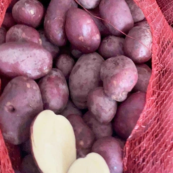 Насіннєва картопля Есмі 1 кг, 50-60 днів 2 репродукція