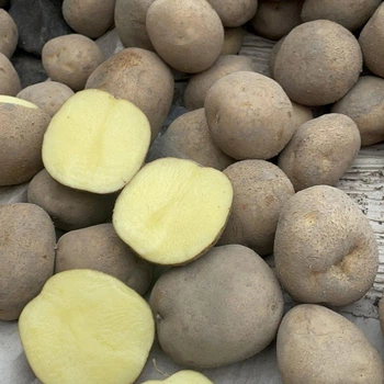 Насіннєва картопля Вінета 1 кг, 60-70 днів 2 репродукція