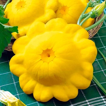Семена Яскрава Патиссон Желтый (семена) 100 г (62332)