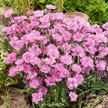 Саженцы Яскрава Гвоздика Pink Jewell (Пинк Джевел) контейнер 0.5 л (48874)