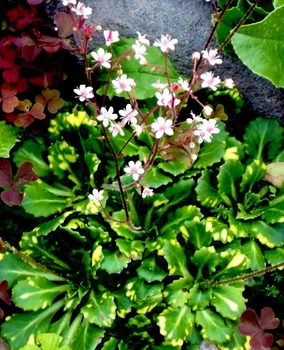 Камнеломка теневая «Вариегата» Saxifraga umbrosa 'Variegata' Р9