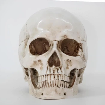 Анатомическая модель Череп RESTEQ 19x14x16 см, Модель черепа человека, съемная челюсть, Череп человека декоративный