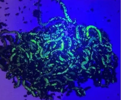 Червя'к Дендробина FLURO GREEN (зеленый, светится под UV)