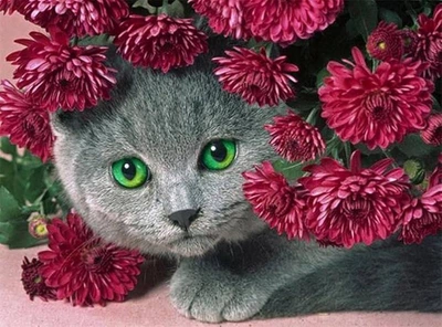 Набор Алмазная мозаика вышивка Серый британец котенок Британская кошка короткошерстная на подрамнике 5d 40х50 см S40094