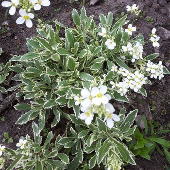 Арабис Кавказский Вариегата (Variegata) Р9