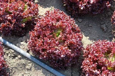Насіння салату Seminis Люберон 30 насінин