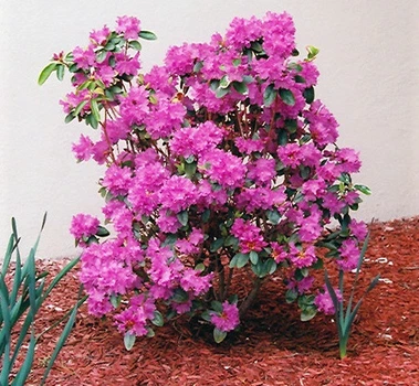 Рододендрон Rhododendron "P.J.M. "Elite" С7,5 h40-60 см.