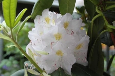 Рододендрон Rhododendron "Catawbiense Album" С7,5