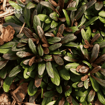 Живучка Чоклед Чип. (Ajuga reptans Chocolate Chip) Р9