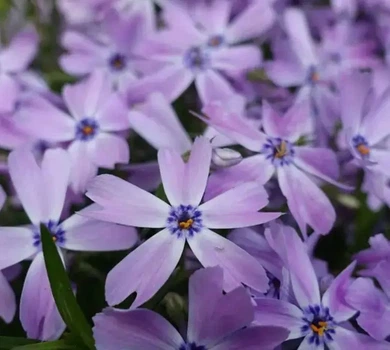 Флокс шиловидный Early Spring Lavender С2