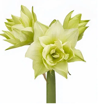 №334 Амариліс White Glory