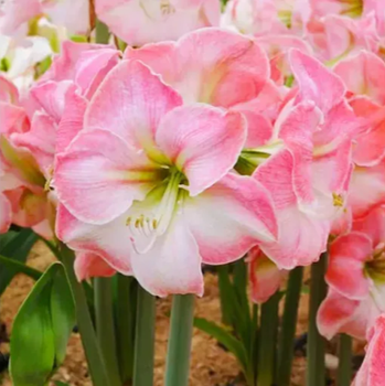 №360 Амариліс Cherry Blossem 24/26
