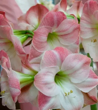 №322 Амариліс Apple Blossom
