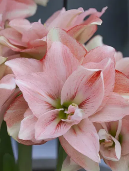№317 Амариліс Pink Glory