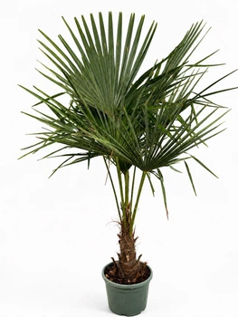 Пальма Trachycarpus Fortunei , горщик ⌀32, висота 150-170см