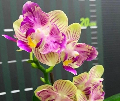 Орхідея (підліток зараз без квітів) TopDreams Phal 5020 Miki Lovely Girl (Kitty Face), квіти 5 см 1.7 (мох)