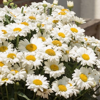 Ромашка "Sweet Daisy "Jane" Цветы многолетние садовые