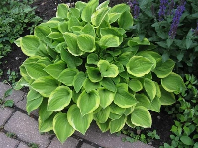 Хоста "Голден Тиара" (Hosta "Golden Tiara")