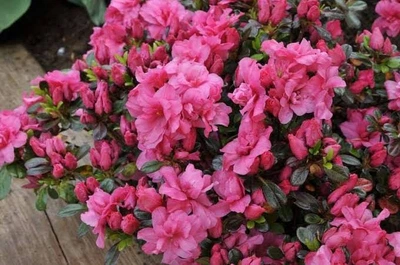 Азалія японська «Рококо» (Rhododendron obtusum 'Rokoko')