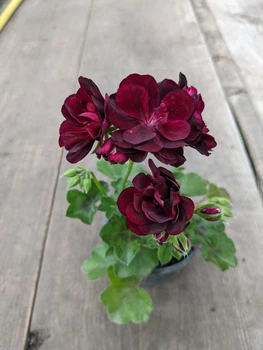 Плющелистная (ампельная) пеларгония Moonflair Burgundy, саженец в 100-граммовом стаканчике
