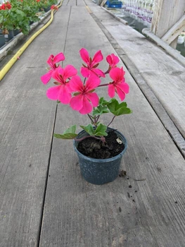 Плющелистная (ампельная) пеларгония Villetta Neon Rose, подрощенное цветущее растение в горшке 400 мл