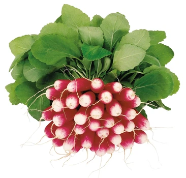 Редис Трето F1 Syngenta 2 г