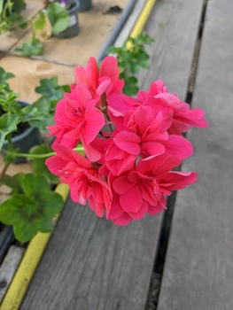 Плющелистная (ампельная) пеларгония Great Balls of Fire Melon, подрощенное цветущее растение в горшке 400 мл
