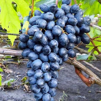 Саджанці винограду Візантія (черенкований) - 2-річний