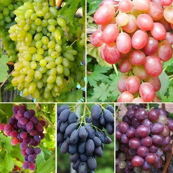 Комплект саджанців "Виноград на все літо" (Лівія + Столітття + Ізабелла рожева + Каталонія + Сенатор)