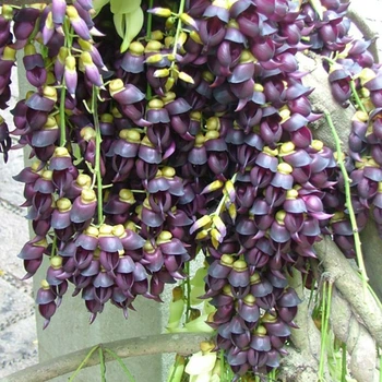 Мукуна жгучая Mucuna pruriens (лиана), семена 2 шт.