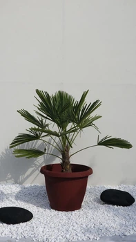 Пальма Trachycarpus Fortunei(Chamaerops Excelsa) 130 см