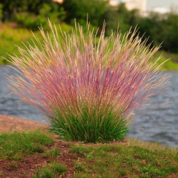 Фестука аметистовая «Валберла» (Festuca amethystina 'Walberla'), Р9