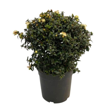 Мирт Myrtus communis (15/35-40)