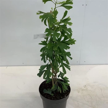 Рослина Юрского періоду Гінкго Білоба Ginkgo biloba (22/60-70)