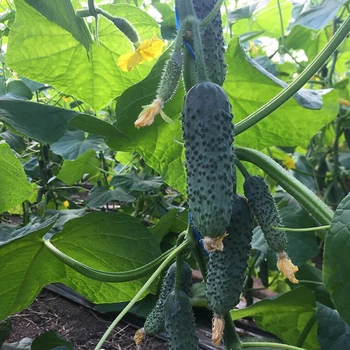 Огурец 14015 F1, 100 сем., Spark Seeds, США