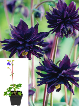 Аквілегія Black Barlow (горщик Р9)