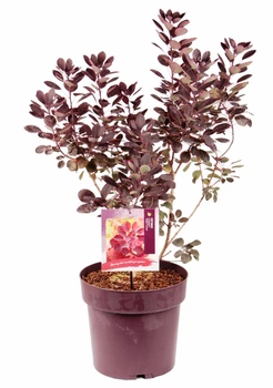 Скумпія Royal Purple (20 горщик)