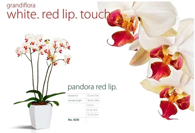 Орхідея (підліток зараз без квітів) TopDreams фаленопсис Phal Grandiflora Pandora Red Lip квіти 7,5 см 1.7 (торфстакан)